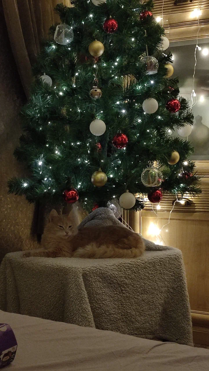 Cat under Christmas tree
