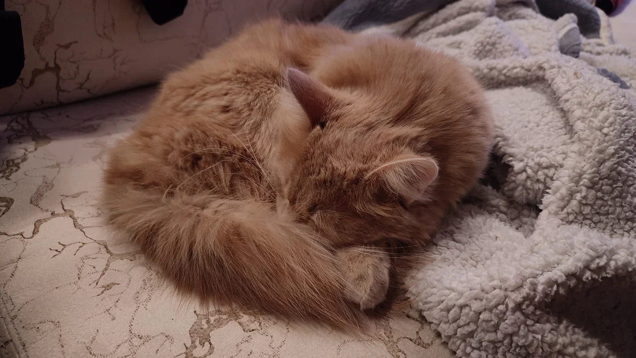 Sleeping roll cat